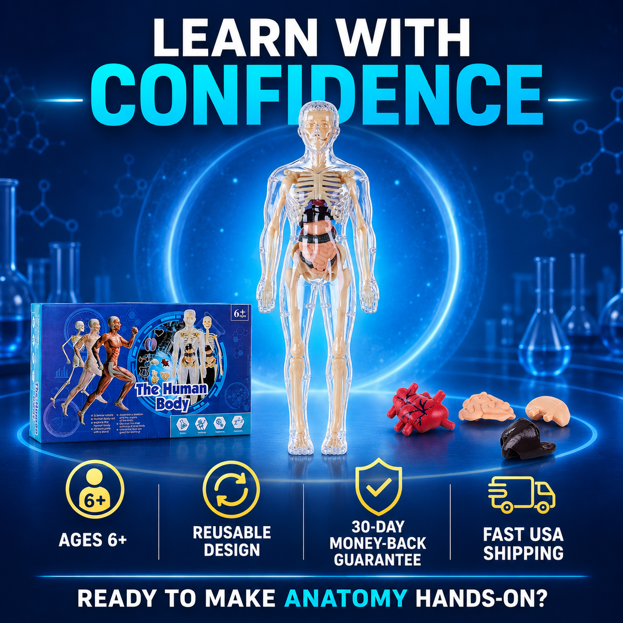 Human Body Model for Kids