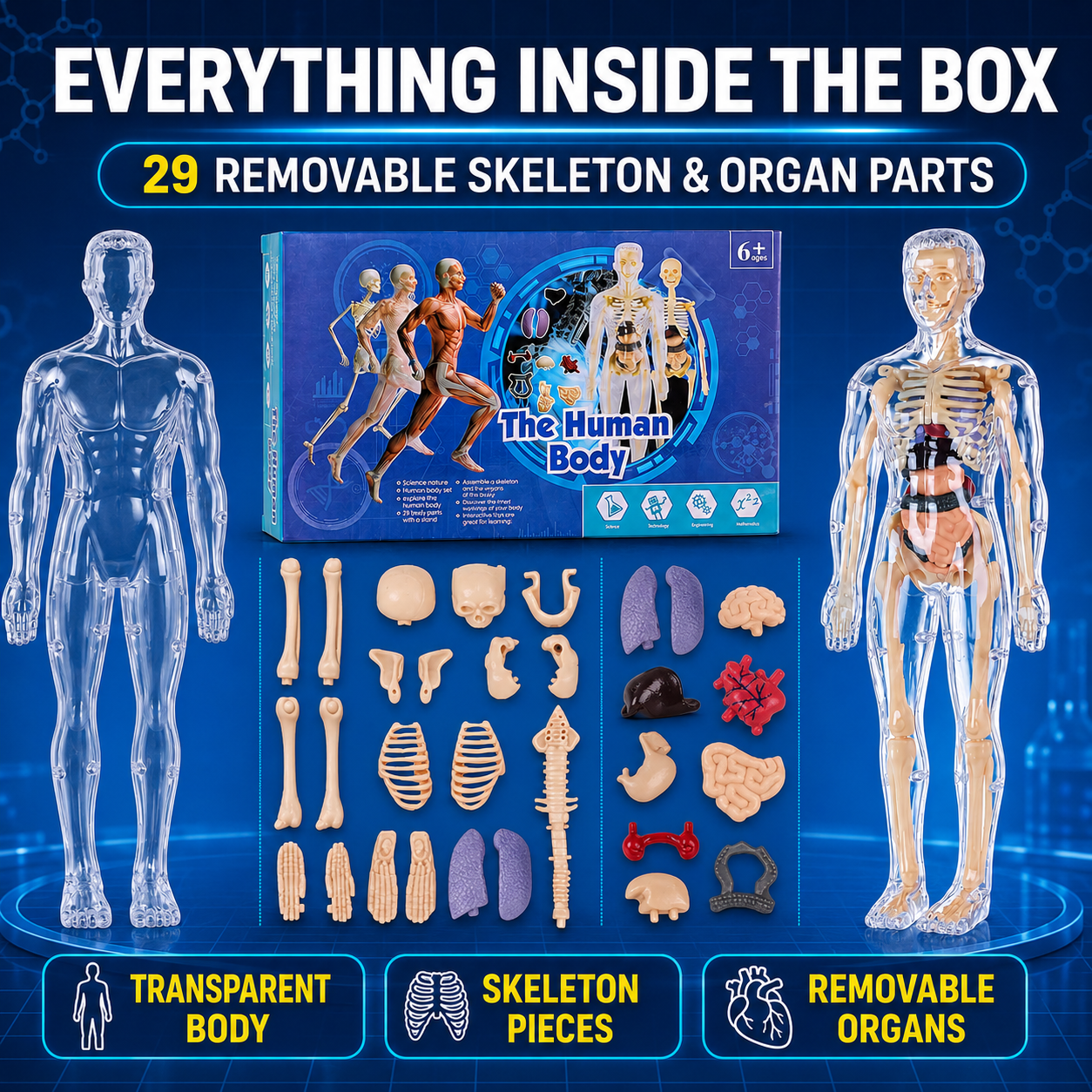 Human Body Model for Kids
