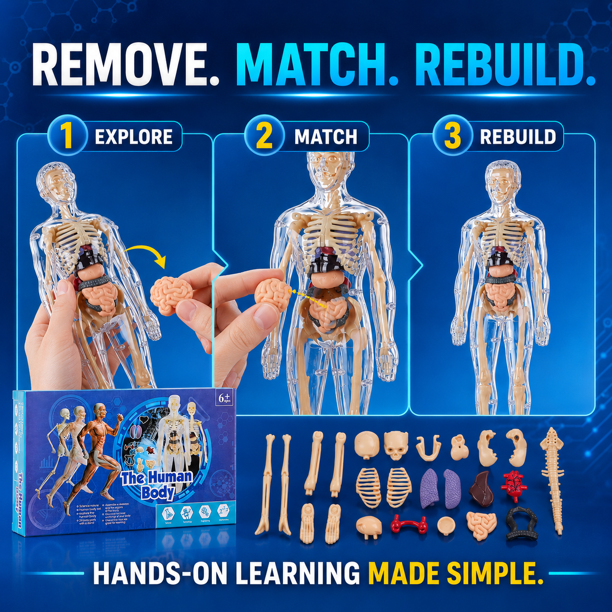 Human Body Model for Kids