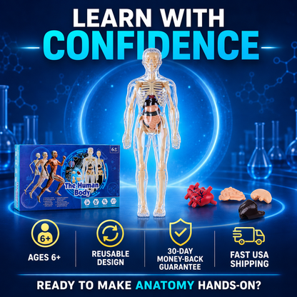 Human Body Model for Kids