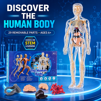 Human Body Model for Kids