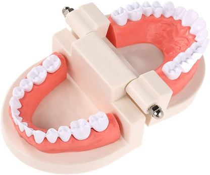 🦷 28 Teeth Dental Teaching Mode