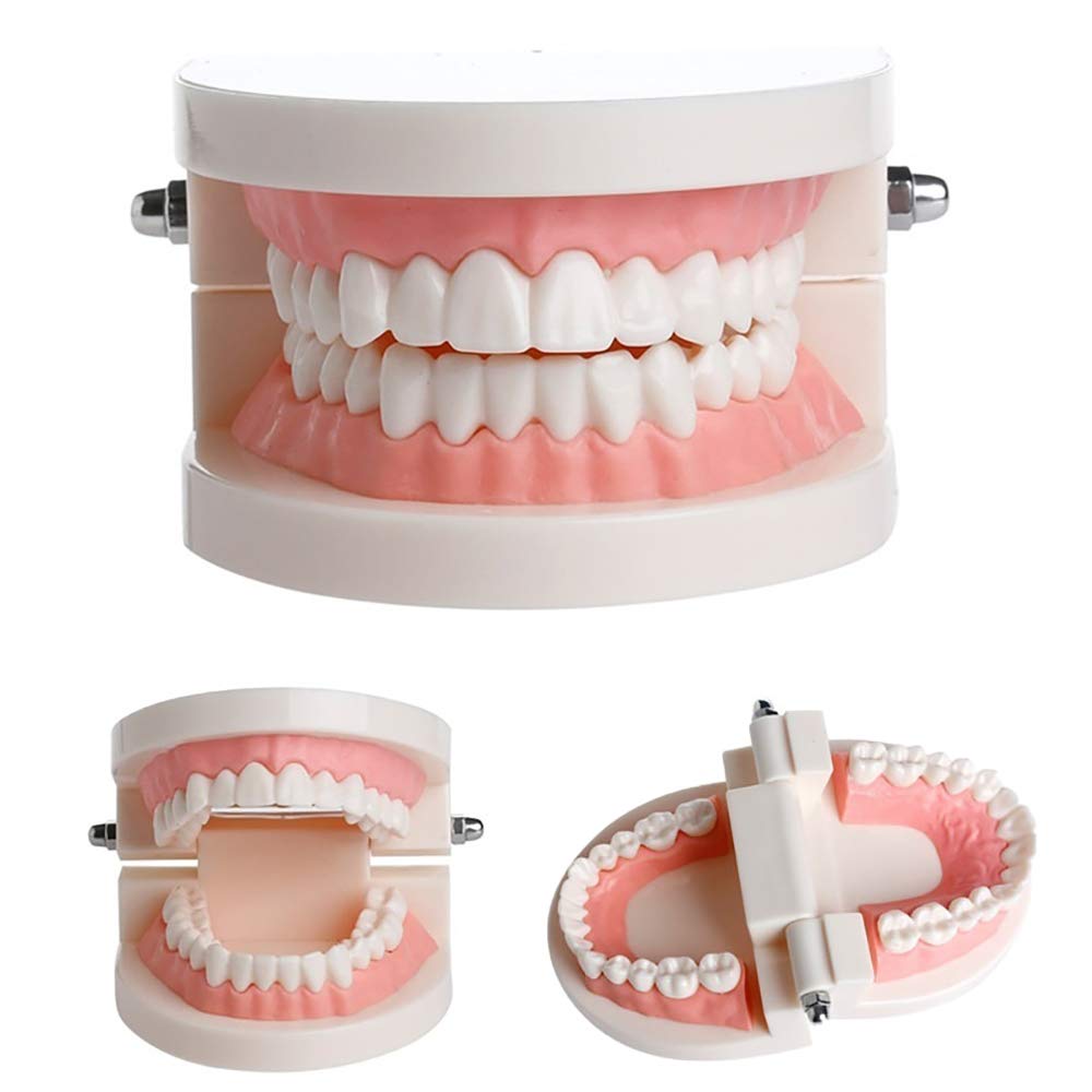 🦷 28 Teeth Dental Teaching Mode