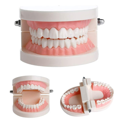 🦷 28 Teeth Dental Teaching Mode