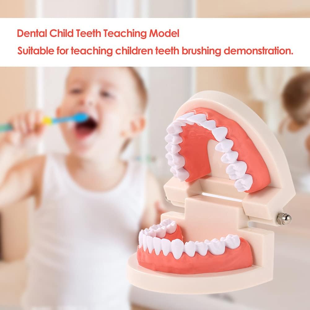 🦷 28 Teeth Dental Teaching Mode