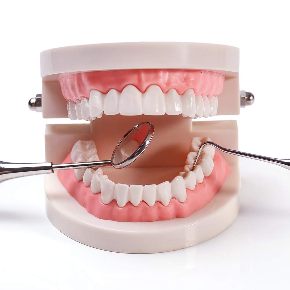 🦷 28 Teeth Dental Teaching Mode
