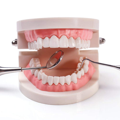 🦷 28 Teeth Dental Teaching Mode