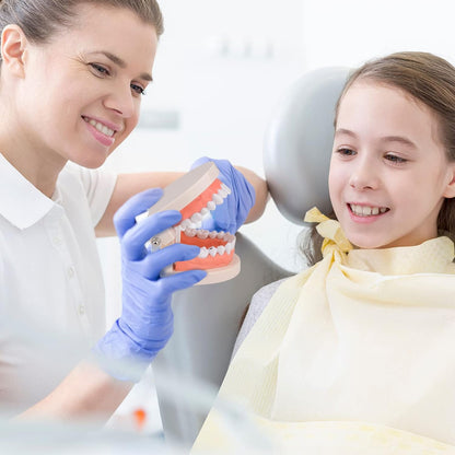 🦷 28 Teeth Dental Teaching Mode