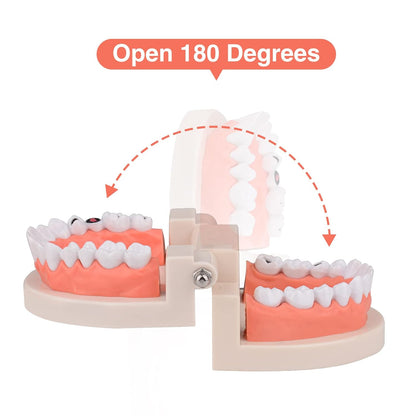 🦷 28 Teeth Dental Teaching Mode