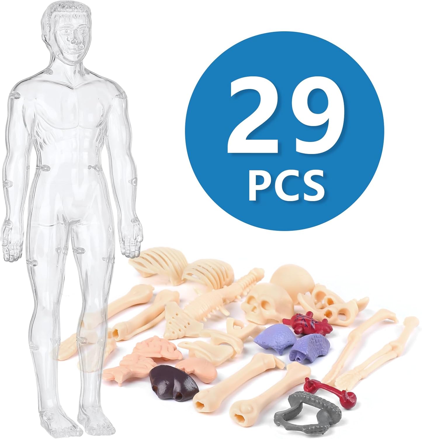 Human Body Model for Kids