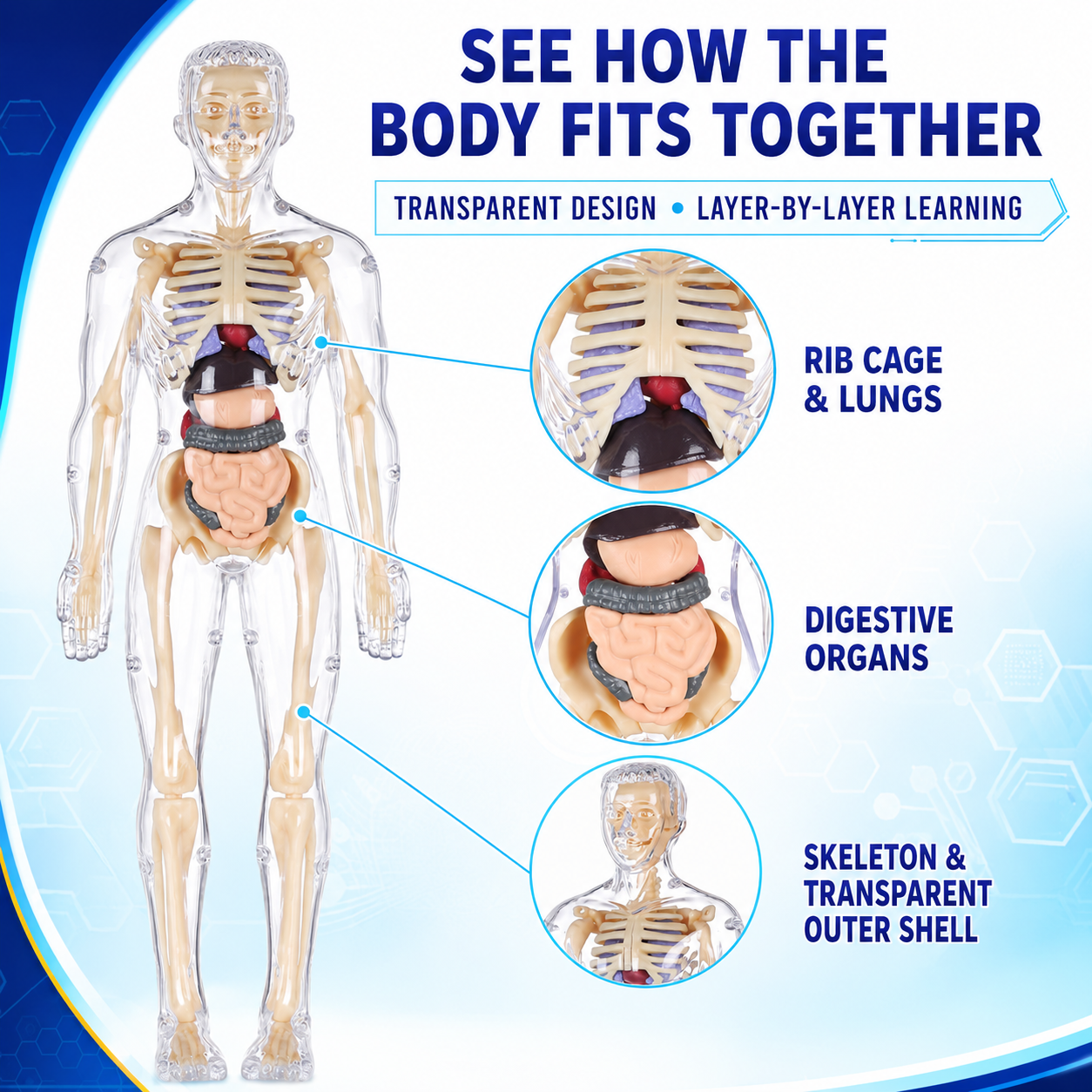 Human Body Model for Kids