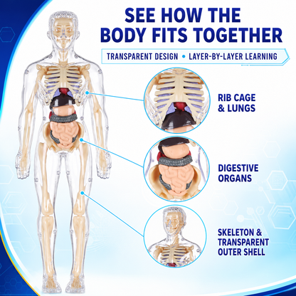 Human Body Model for Kids