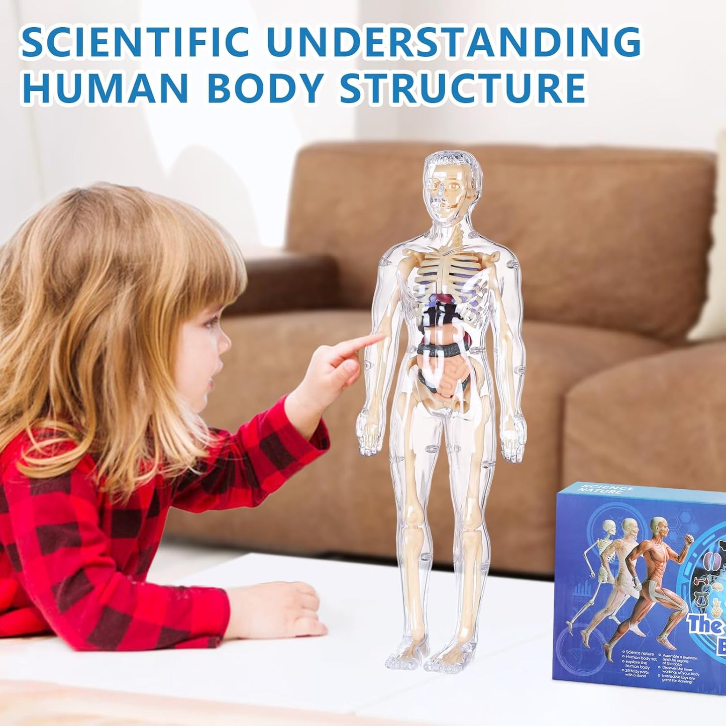 Human Body Model for Kids
