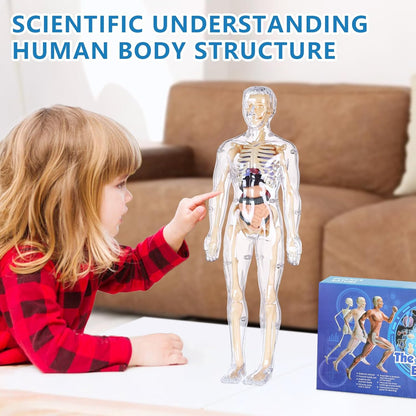 Human Body Model for Kids