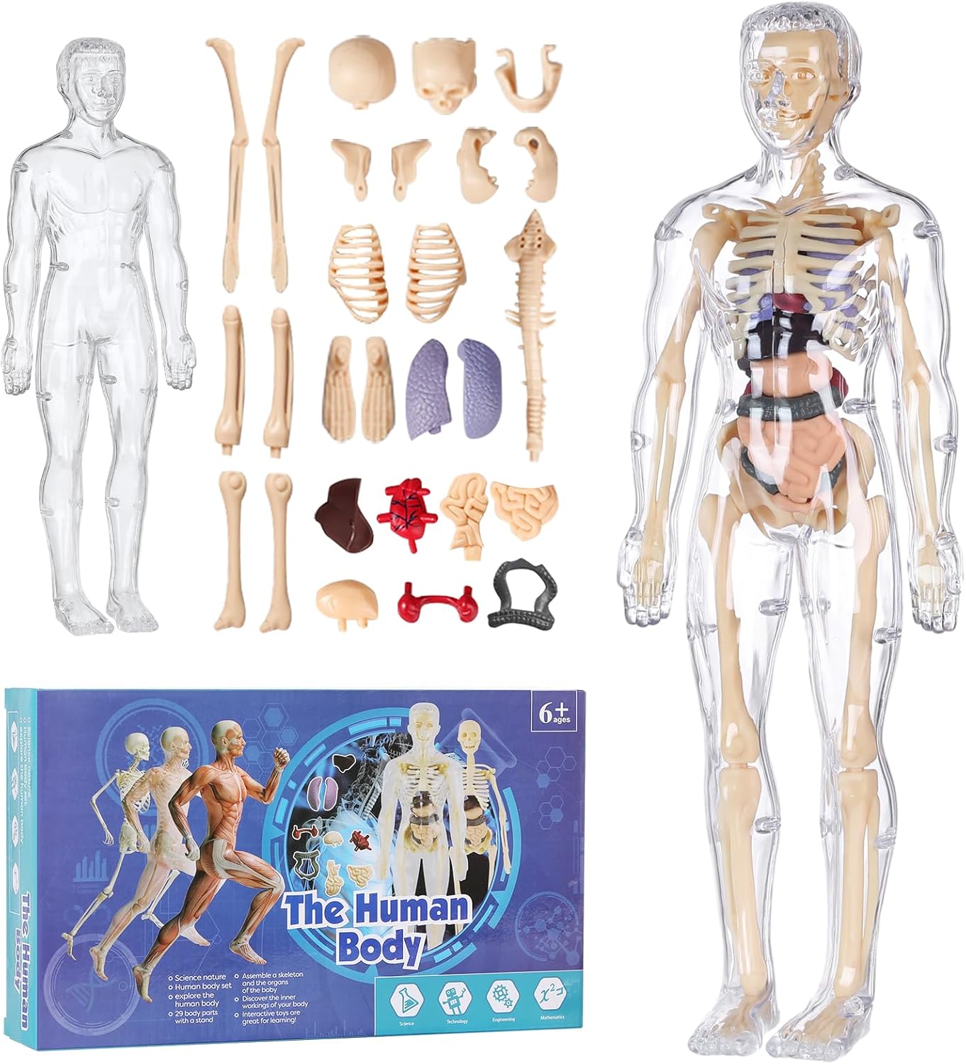 Human Body Model for Kids
