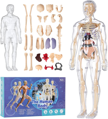 Human Body Model for Kids