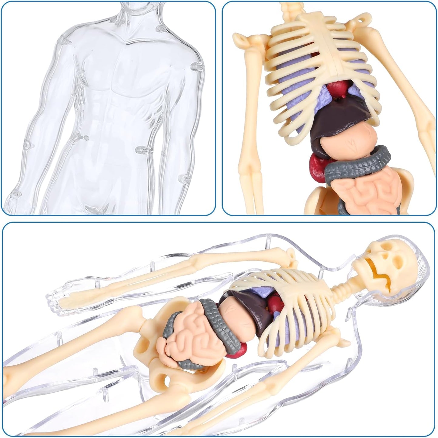 Human Body Model for Kids