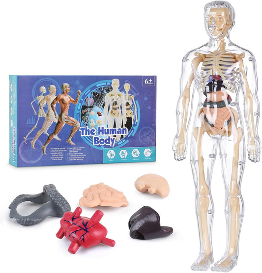 Human Body Model for Kids