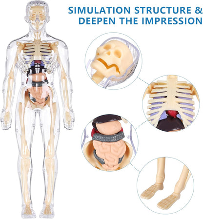 Human Body Model for Kids