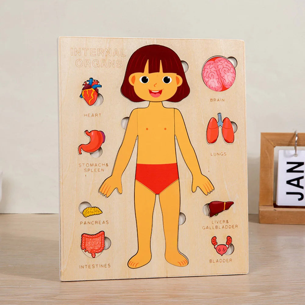 Montessori Human Body Puzzle for Kids