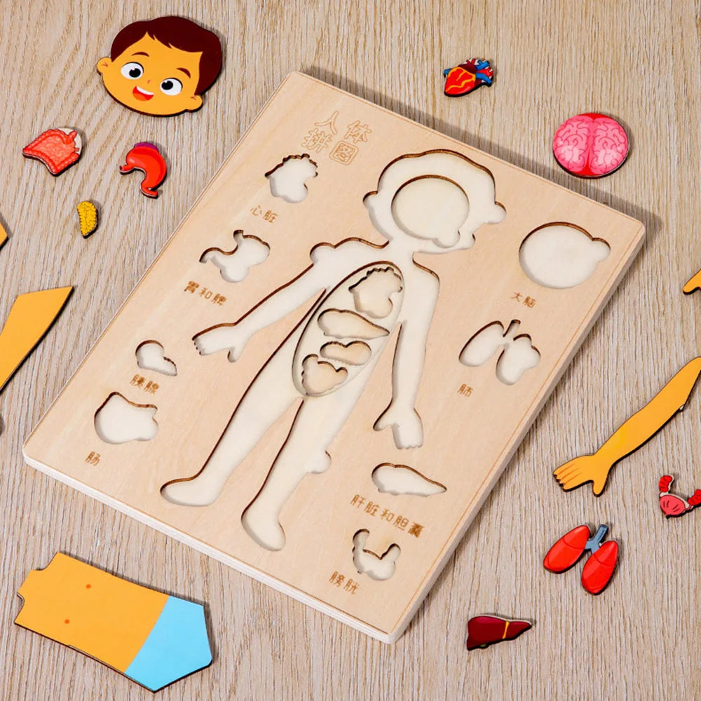 Montessori Human Body Puzzle for Kids