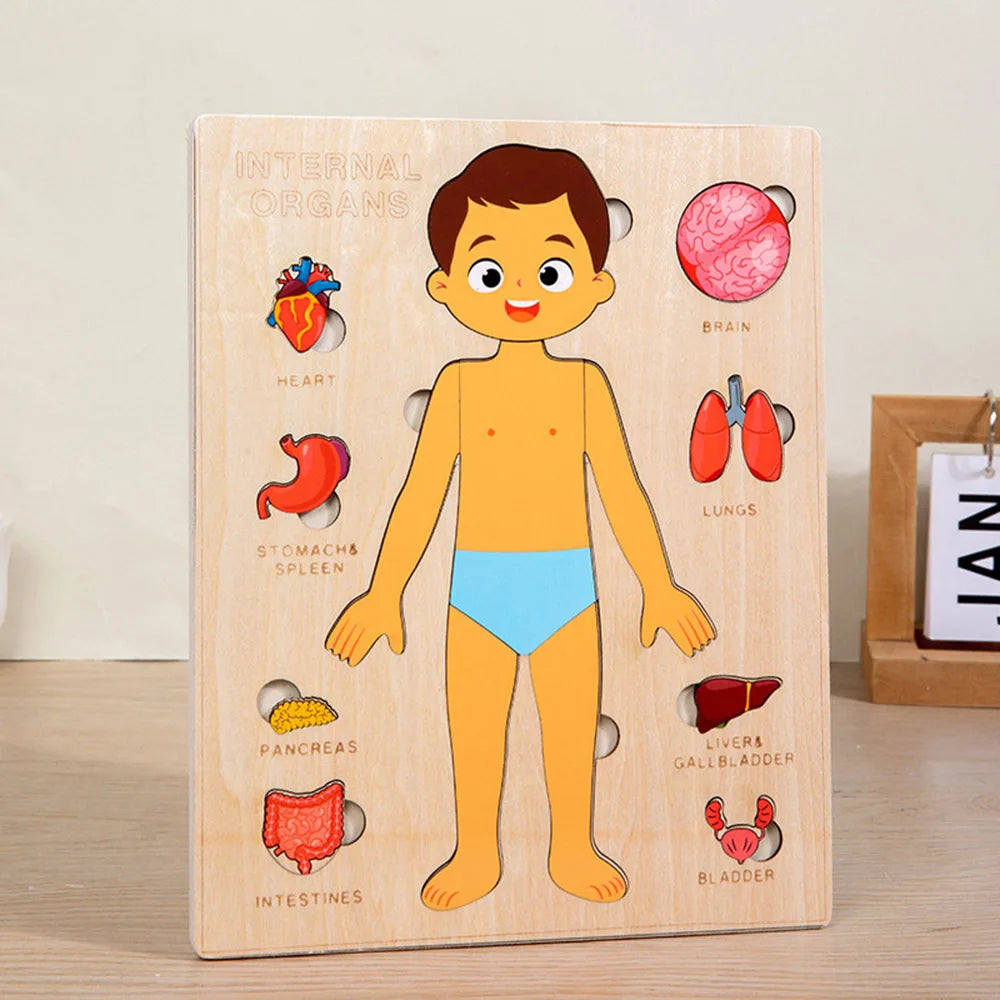Montessori Human Body Puzzle for Kids