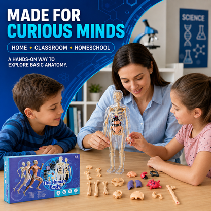 Human Body Model for Kids