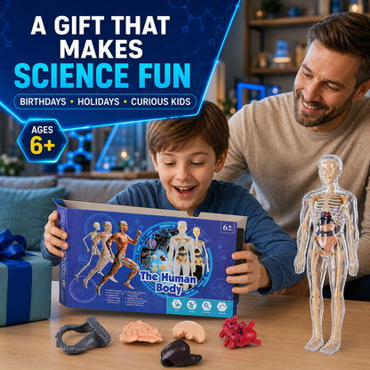Human Body Model for Kids