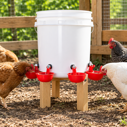 Automatic chicken waterer elevated above coop ground