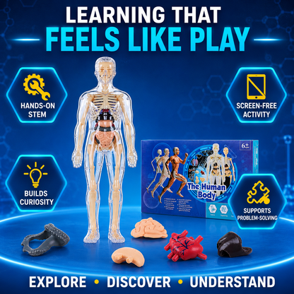 Human Body Model for Kids
