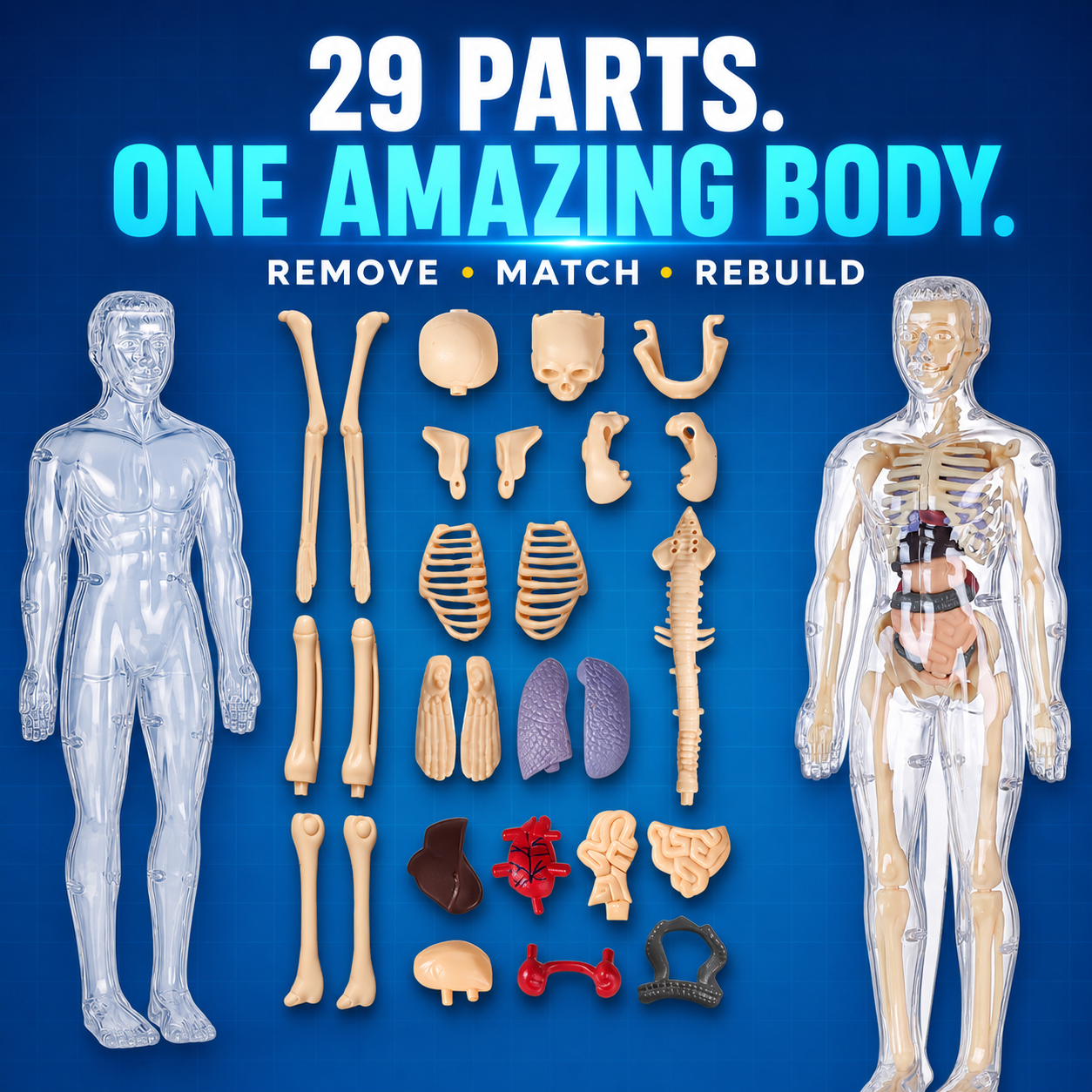 Human Body Model for Kids